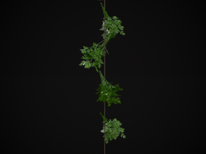 Hanging Parsley 3D-Modell
