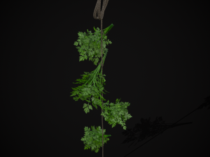 Hanging Parsley 3D Model