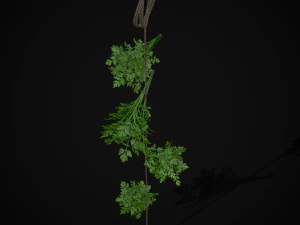Hanging Parsley 3D Model