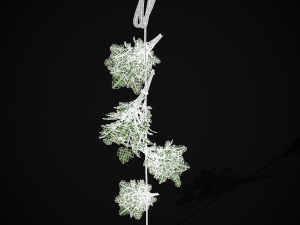 Hanging Parsley 3D Model