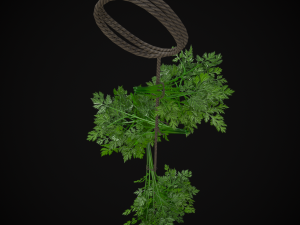 Hanging Parsley 3D Model