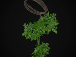 Hanging Parsley 3D Model