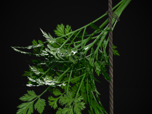 Hanging Parsley 3D Model