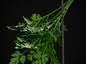 Hanging Parsley 3D Model