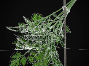 Hanging Parsley 3D Model
