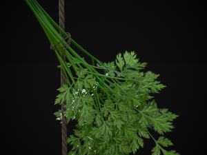 Hanging Parsley 3D Model