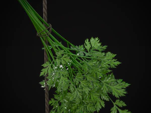 Hanging Parsley 3D Model