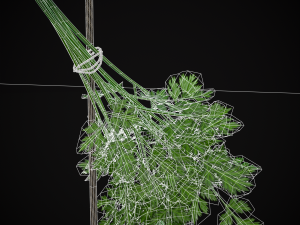 Hanging Parsley 3D Model