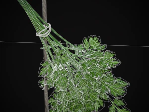 Hanging Parsley 3D Model