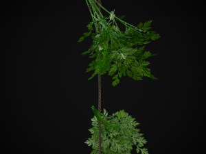 Hanging Parsley 3D Model
