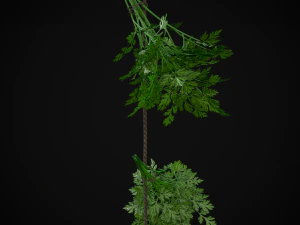 Hanging Parsley 3D Model