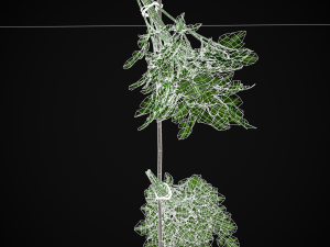 Hanging Parsley 3D Model