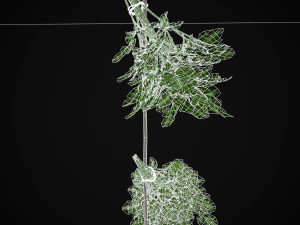 Hanging Parsley 3D Model