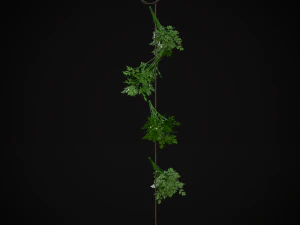 Hanging Parsley 3D Model