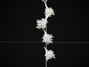 Hanging Parsley 3D Model