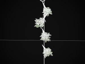 Hanging Parsley 3D Model