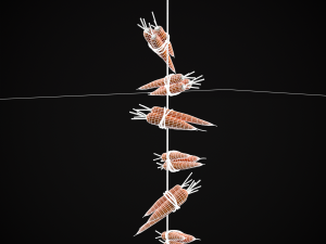Hanging Carrots 3D-Modell