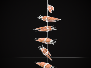 Hanging Carrots 3D-Modell