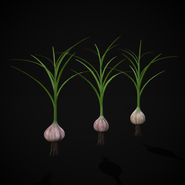 Garlic Plant 3D 모델 .c4d .max .obj .3ds .fbx .stl .blend 