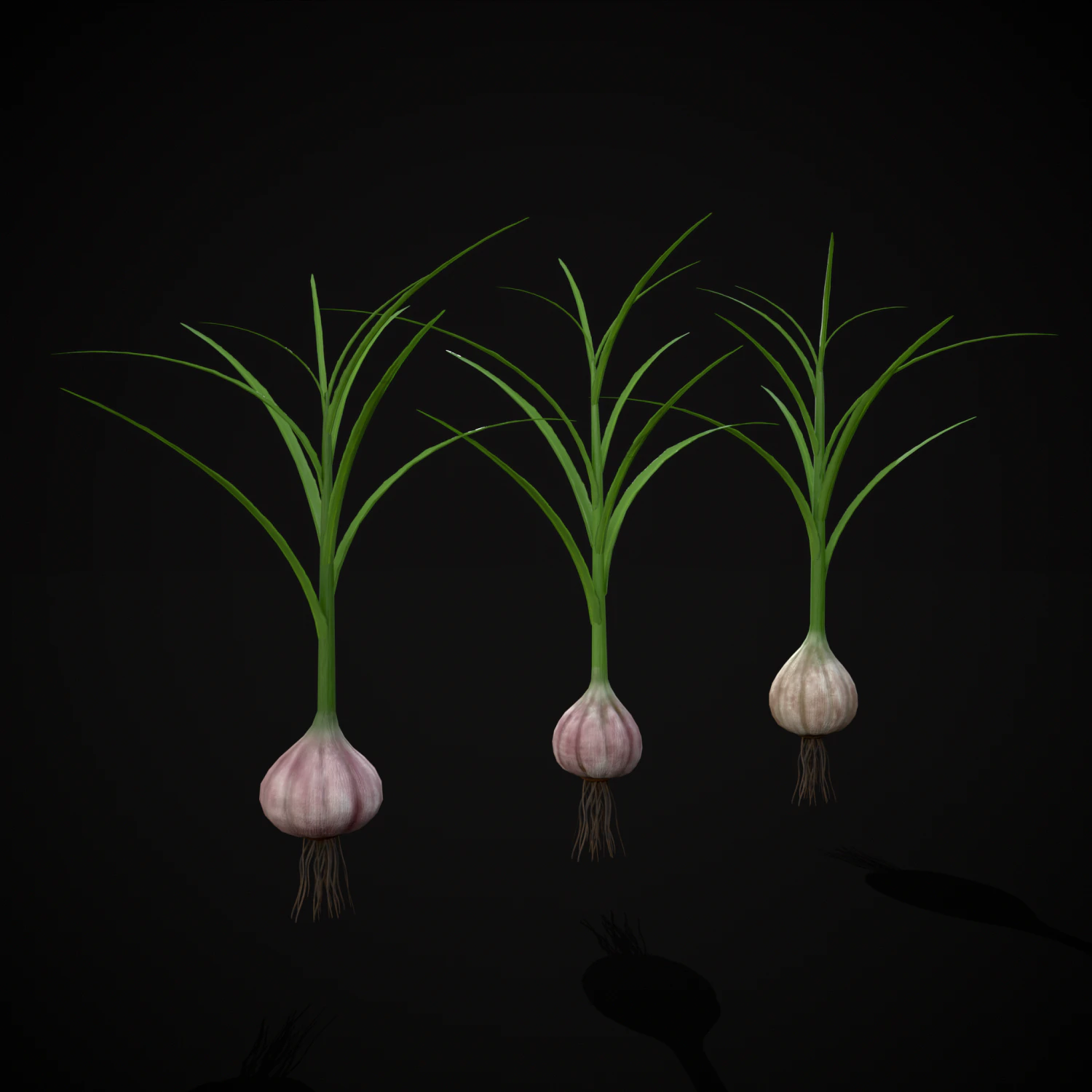 Garlic Plant 3D Model .c4d .max .obj .3ds .fbx .stl .blend 
