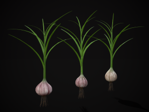 Garlic Plant 3D Model