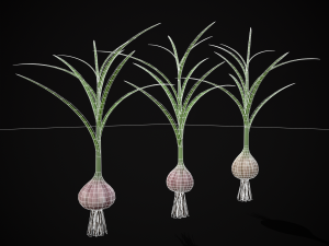 Garlic Plant 3D 모델
