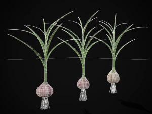 Garlic Plant 3D Model