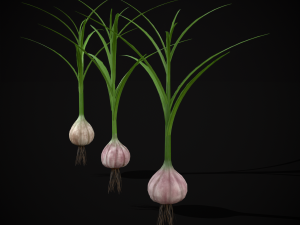 Garlic Plant 3D 모델