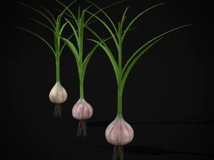 Garlic Plant 3D Model