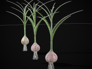 Garlic Plant 3D 모델