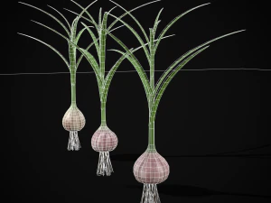 Garlic Plant 3D Model