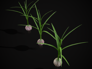 Garlic Plant 3D 모델