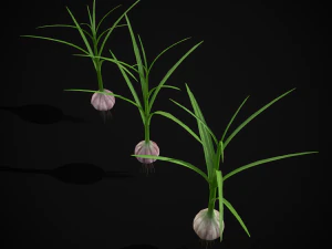 Garlic Plant 3D Model