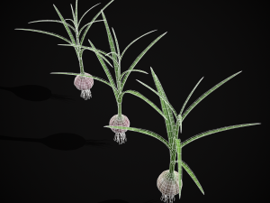 Garlic Plant 3D 모델