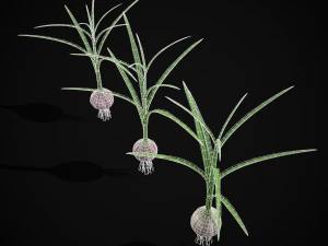 Garlic Plant 3D Model