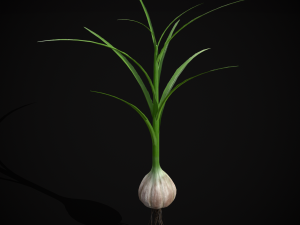 Garlic Plant 3D 모델