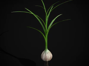 Garlic Plant 3D Model