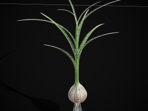 Garlic Plant 3D 모델