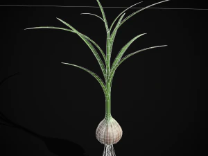 Garlic Plant 3D Model