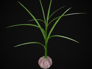 Garlic Plant 3D 모델