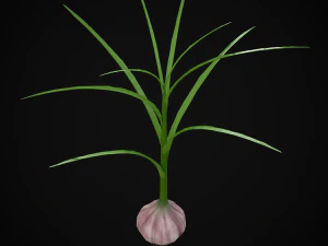 Garlic Plant 3D Model