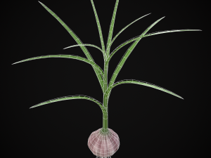 Garlic Plant 3D 모델