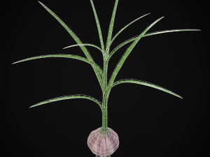 Garlic Plant 3D Model