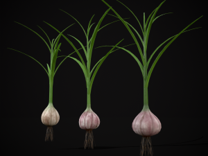 Garlic Plant 3D 모델