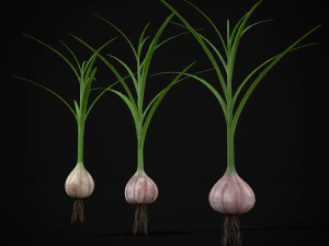 Garlic Plant 3D Model