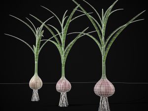 Garlic Plant 3D 모델