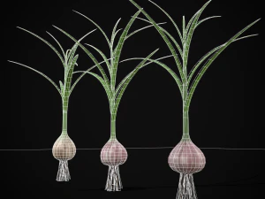 Garlic Plant 3D Model