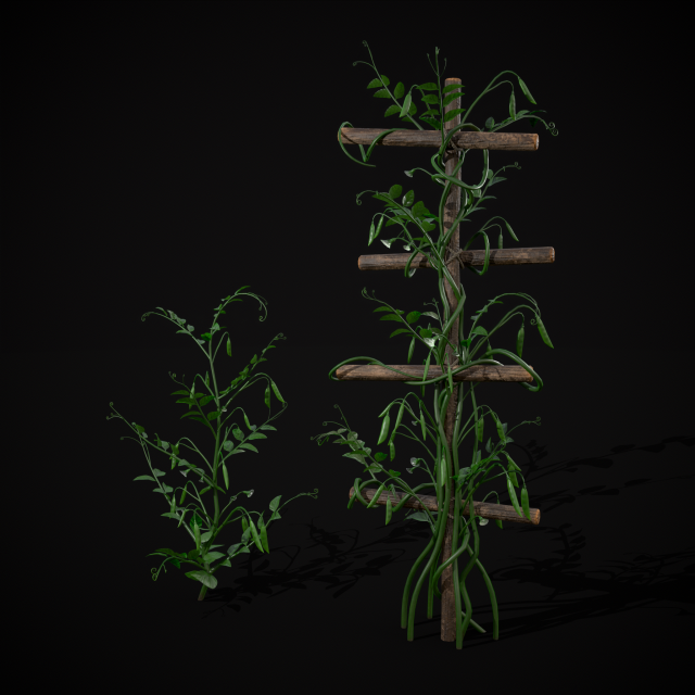 Peas Plant Model 3D .c4d .max .obj .3ds .fbx .stl .blend