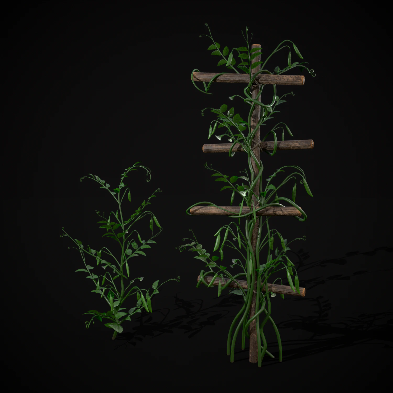 Peas Plant 3D Model .c4d .max .obj .3ds .fbx .stl .blend 