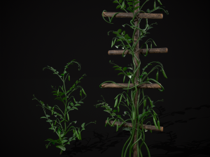 Peas Plant 3D 모델